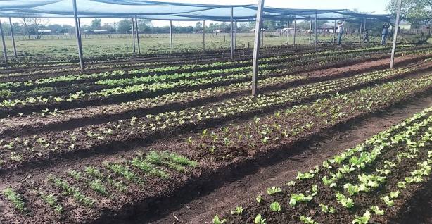 Huerta